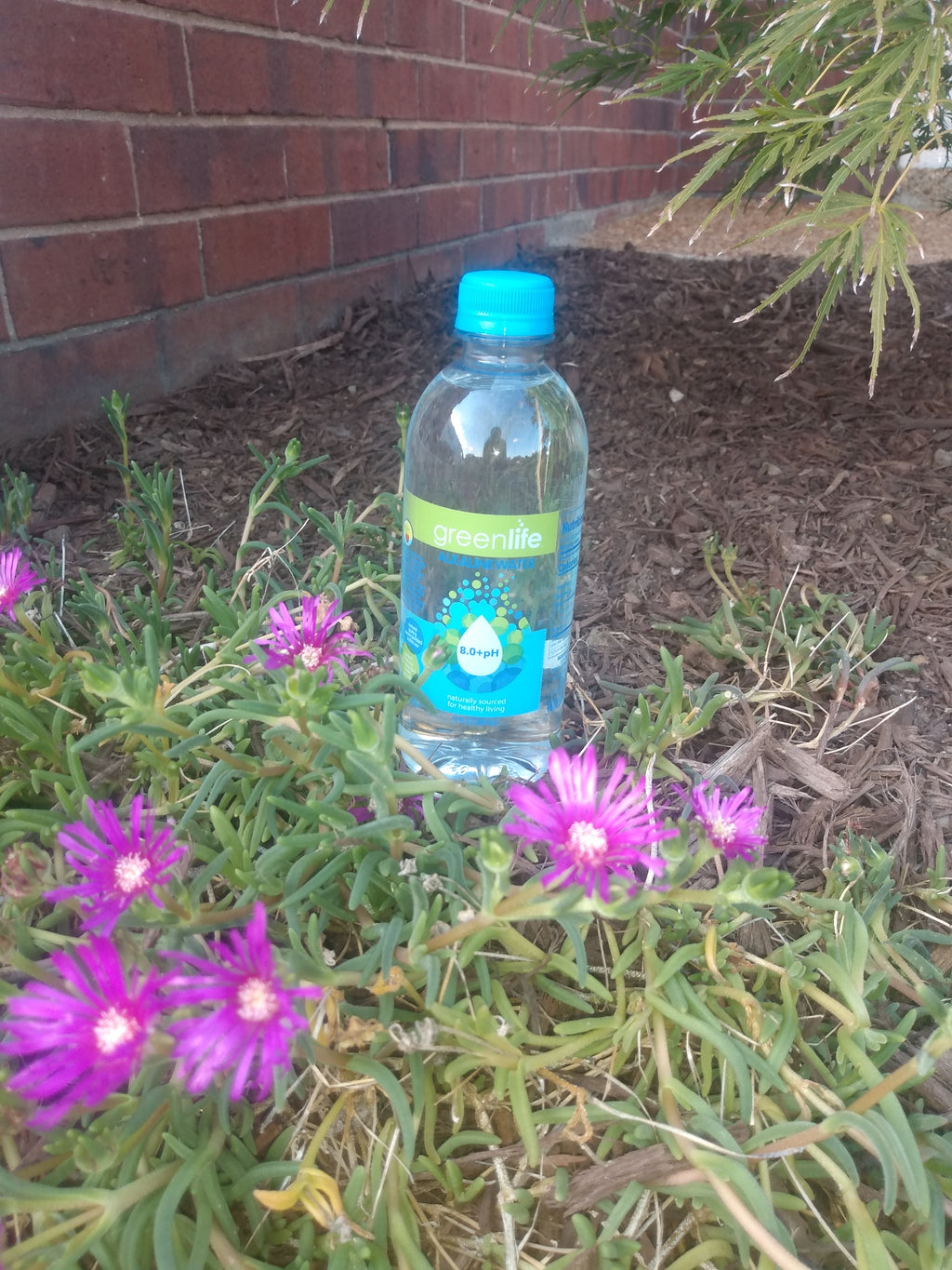 1 Case of 24 GreenLife Natural Alkaline Spring Water 8.0+ pH 12 oz / 355 ml